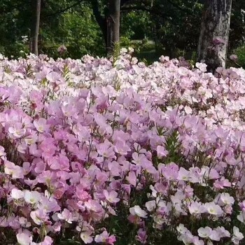 安徽合肥蜀山起卷快草坪粉色小冠花种子公园绿化草皮观赏油葵