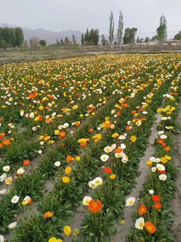 麦冬草种植基地100亩草地出售中叶细叶宽叶工程绿化地被植物