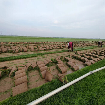 浙江金華蘭溪剪股穎草坪草皮護土固坡綠化工程栽植運動場所地被草
