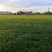 百慕大草皮草卷百慕大草坪百慕大草块工程建设草坪