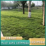 高羊茅草坪铁路绿化公路护坡草皮卷密度高别墅区适用