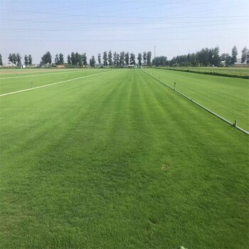 河北邯鄲館陶百慕大馬尼拉四季青草坪基地公園耐踩踏