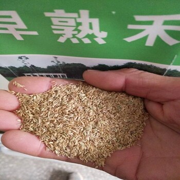 波斯菊种子金光菊工程花卉附近周边草坪旱金莲花籽