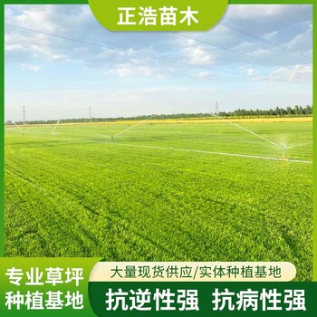 內蒙古赤峰阿魯科爾沁旗臨沂草皮公園綠化草坪百慕大種子羅漢松盆景