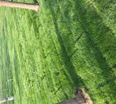 现挖出售百慕大草坪无土草坪生长快、周期短叶色青绿