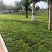 早熟禾草坪绿化草皮卷高羊茅混播小区广场施工养护