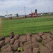 小区绿化草坪种植基地足球场草皮草籽品种球场操场
