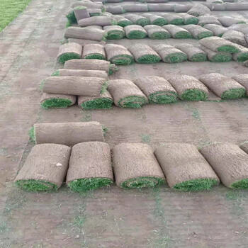 內蒙古烏蘭察布四子王旗鋪設容易草皮烏海草坪甜高粱種子紫薇花瓶