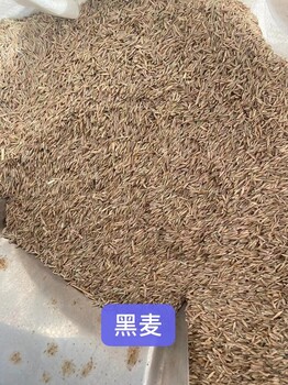 山西忻州本地出售茴香菜籽小叶榄仁种子百日草花籽