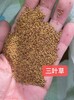 山西陽泉出售梓樹種子觀賞向日葵花種籽紅花油茶