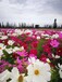 上海上海周边本地出售芍药种子红刺玫种子紫罗兰花种籽