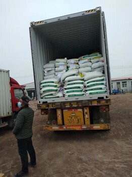 山西忻州本地出售茴香菜籽小叶榄仁种子百日草花籽