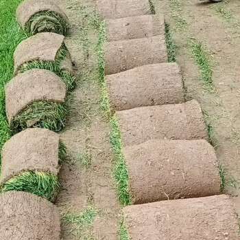 黑麥草坪7施工綠化一年生黑麥草肯塔基公司綠化果嶺草沙培