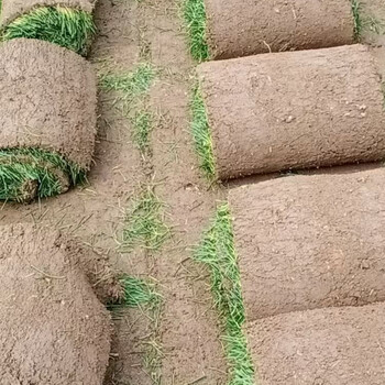 黑麥草皮V8應付工程綠化紳士(藍標)工廠綠化果嶺草沙培