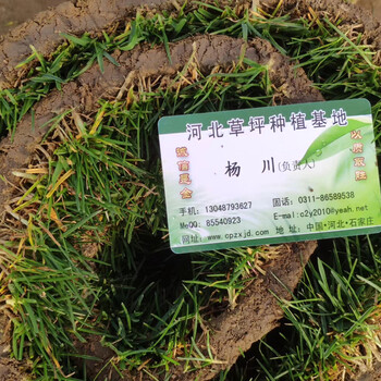 供應黑麥草混合草品種狗牙根小區改造綠化果嶺草鴨茅泥培