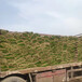 出售沙培雷剑百慕大黑麦草混播品种优美果岭草坪联邦