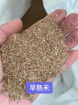 出售野花組合種子 木繡球 早熟禾尖峰草種籽 相思子