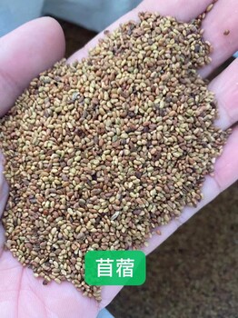 出售本地貨旱金蓮花籽北京欒紅秋葵紅莧菜雞毛菜