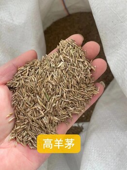 出售牧草鸭茅草坪种子脱壳包衣B级草籽凤仙花籽