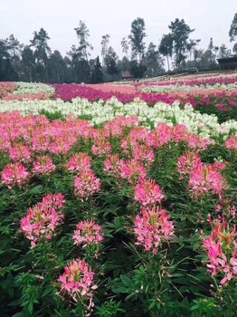 出售本地货沙打旺草籽花椒种子红线椒油麦菜空心菜