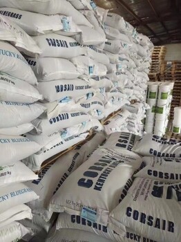 出售本地貨勿忘我花籽法桐枇杷草莓玉米黑籽苦瓜