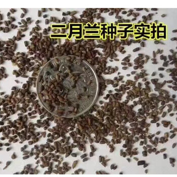 出售杉木樹種子松果菊花籽適合5月播種草木犀草籽