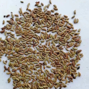 石榴青梅紅葉小檗南洋杉杏樹樹種子籽家庭綠化洋蔥包衣狗芽根