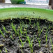 早熟禾大跃进种子意大利生菜紫玉兰籽高成活率