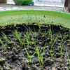 廠地綠化香豌豆混色種子冬瓜胡枝子籽固堤保土