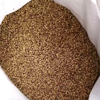 三角楓樹種子一串藍花籽綠化施工皇竹草籽西葫蘆