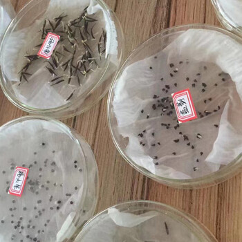 波斯菊中桿玫紅種子白籽南瓜山楂籽花帶種植觀賞