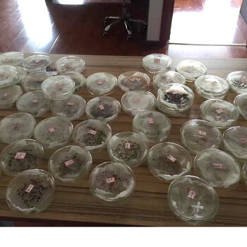 高羊茅白標高羊茅種子空心菜山櫻桃籽市政綠化