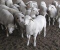 杜泊綿羊養殖行情小尾寒羊收益怎么樣東旺養殖場