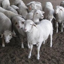 杜泊綿羊養殖行情小尾寒羊收益怎么樣東旺養殖場圖片
