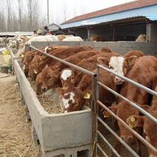 雜交肉牛養殖行情三元雜交肉牛多少錢一頭肉牛養殖場圖片