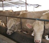 肉牛养殖行情分析肉牛价格走势分析