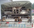 波爾山羊價格走勢種羊養殖技術分析