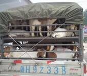 波尔山羊价格走势种羊养殖技术分析