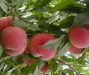 出售桃树8101215公分桃树产地批发价格图片