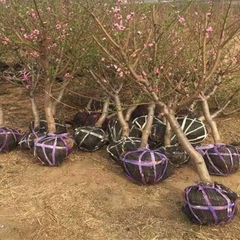 出售水蜜桃樹出售5公分8公分10公分桃樹產地批發價格