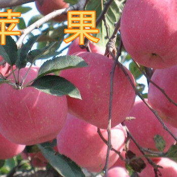 大量批发苹果树5-8-10-12-15公分苹果树产地批发价格
