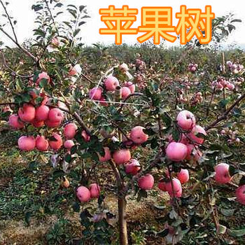 出售苹果树5公分-8公分-10公分-12公分15公分苹果树产地批发价格