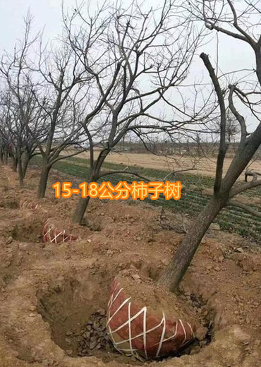 出售柿子樹8公分10公分12公分15公分柿子樹產(chǎn)地批發(fā)價(jià)格