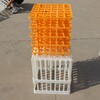山東臨沂36枚種蛋筐孵化場拉種蛋塑料筐塑料種蛋箱