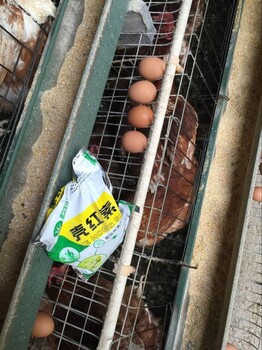 冬春季鸡蛋蛋壳为什么变薄呢试试壳红素提高蛋壳质量