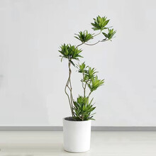 房子剛裝修用什么綠植?圖片