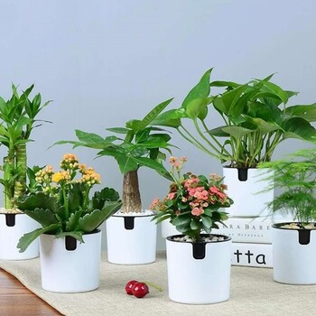 北京亦莊綠植租擺花卉銷售