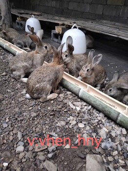 湖北哪里有野兔养殖厂，肉兔养殖包回收提供饲料
