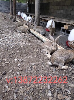 哪里野兔种兔湖北宏盛兔业纯种野兔养殖包技术包回收