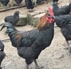 四川本地雞苗批發價格求購宣漢地區養殖綠殼蛋雞苗市場